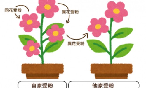 胶囊跟片的区别-胶囊和肠溶胶囊的区别-专业胶囊和肠溶胶囊的区别在哪平台-肠溶胶囊和普通胶囊