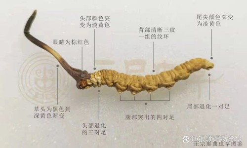 肠溶片和胶囊哪个更有效-胶囊和肠溶胶囊的区别-专业胶囊和肠溶胶囊的区别在哪平台-肠溶胶囊和普通胶囊